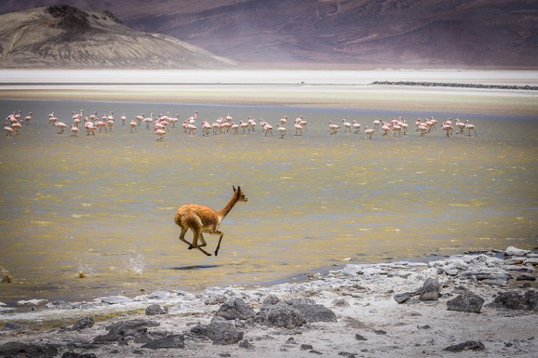 028 Salar de Surire, vicuna.jpg